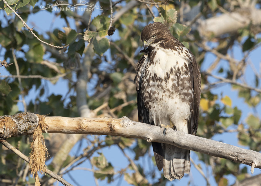 Immature Red-tailed Hawk in a cottonwood tree, Farmington Bay WMA, Davis County, Utah