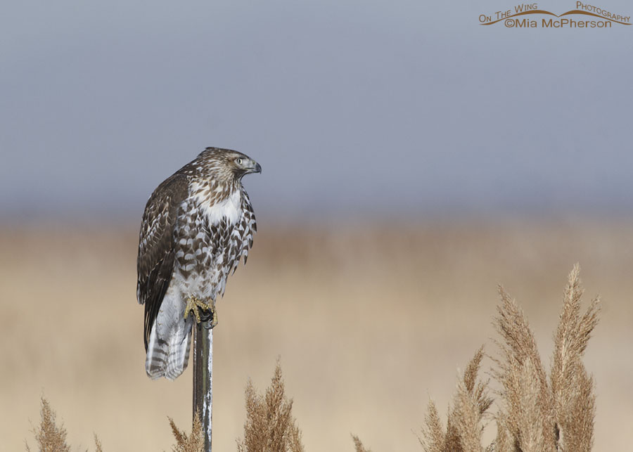 Immature Red-tailed Hawk looking alert, Farmington Bay WMA, Davis County, Utah
