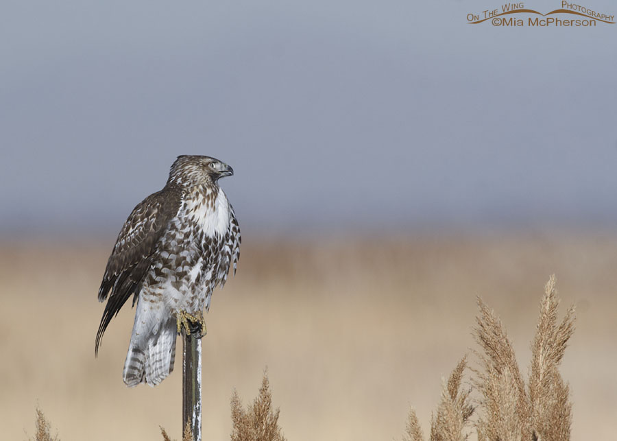 Immature Red-tailed Hawk in a defensive posture, Farmington Bay WMA, Davis County, Utah