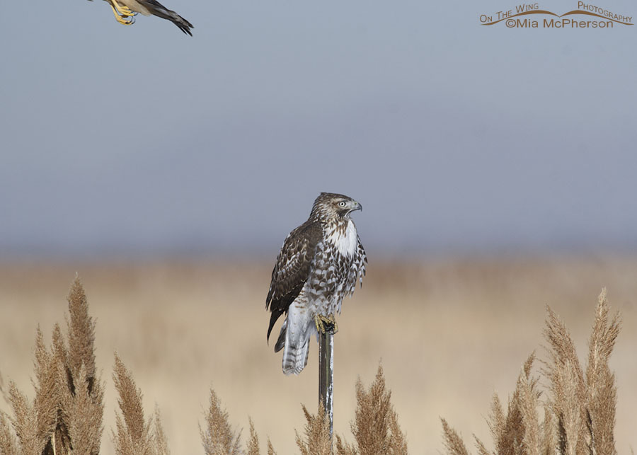 Immature Red-tailed Hawk after being harassed by a Northern Harrier, Farmington Bay WMA, Davis County, Utah