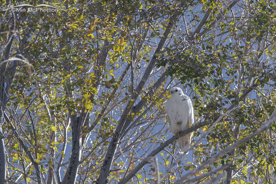 Leucistic adult Red-tailed Hawk perched in a tree, Tooele County, Utah