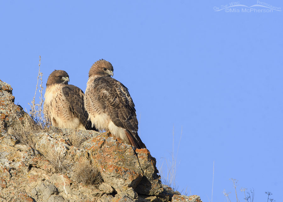 Pair of Red-tailed Hawks side by side on a rocky ledge, Box Elder County, Utah