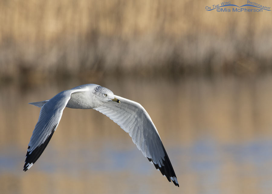 Ring-billed Gull flying over open water in a marsh, Farmington Bay WMA, Davis County, Utah