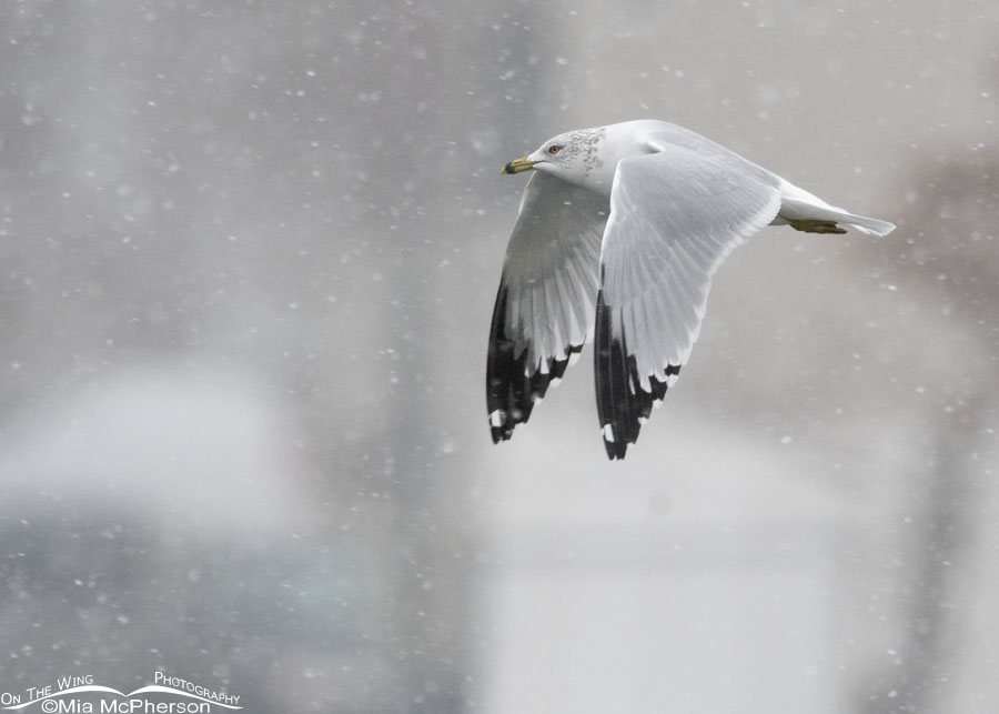 Ring-billed Gull fly by in a snowstorm, Salt Lake County, Utah