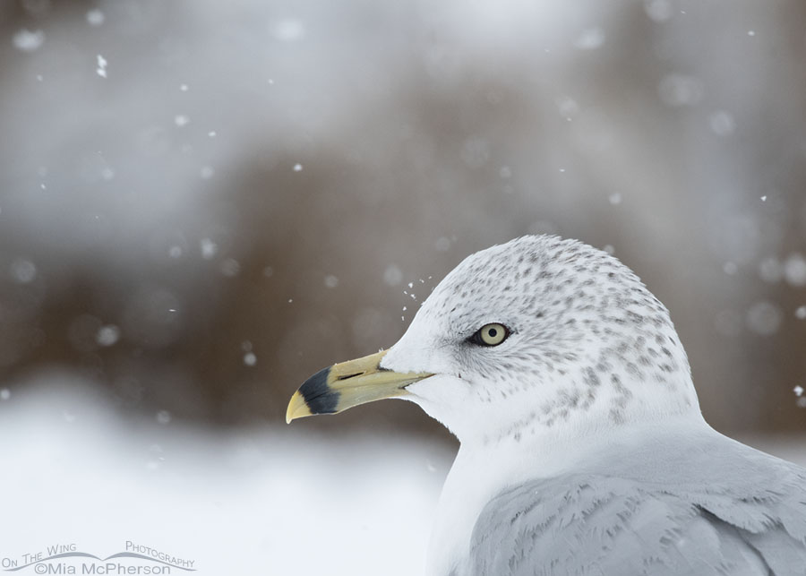 Close up of an adult Ring-billed Gull in a snowstorm, Salt Lake County, Utah