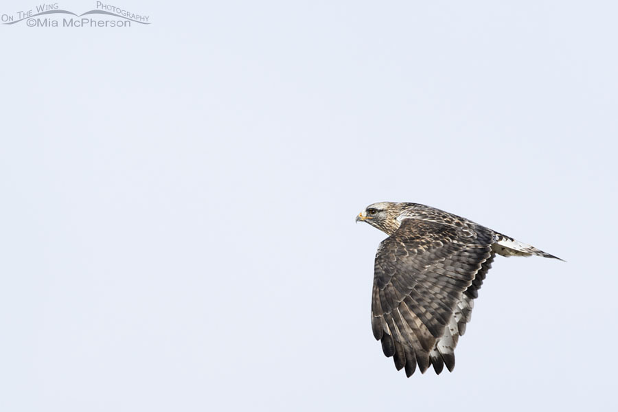 High Key adult male Rough-legged Hawk in flight, Box Elder County, Utah