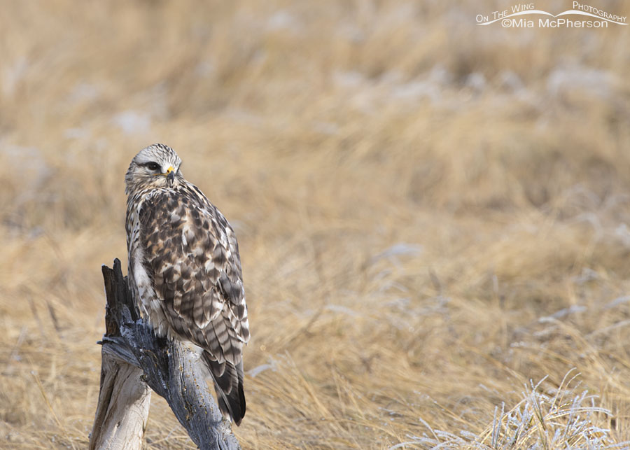 Adult male Rough-legged Hawk perched on a stump in a marsh, Bear River Migratory Bird Refuge, Box Elder County, Utah