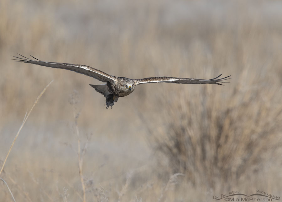 Immature Rough-legged Hawk carrying prey in its talons to a perch, Farmington Bay WMA, Davis County, Utah