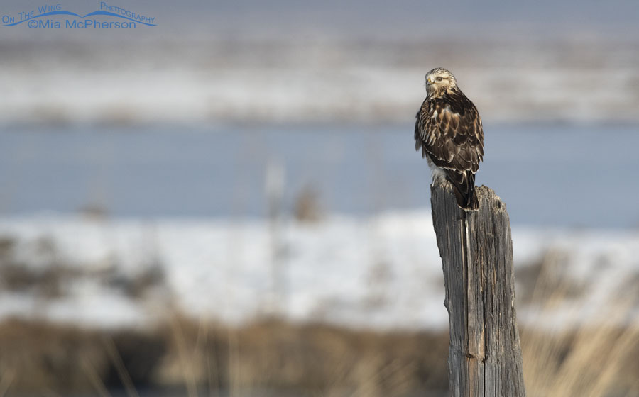 Immature Rough-legged Hawk looking over the marsh at Bear River MBR, Box Elder County, Utah