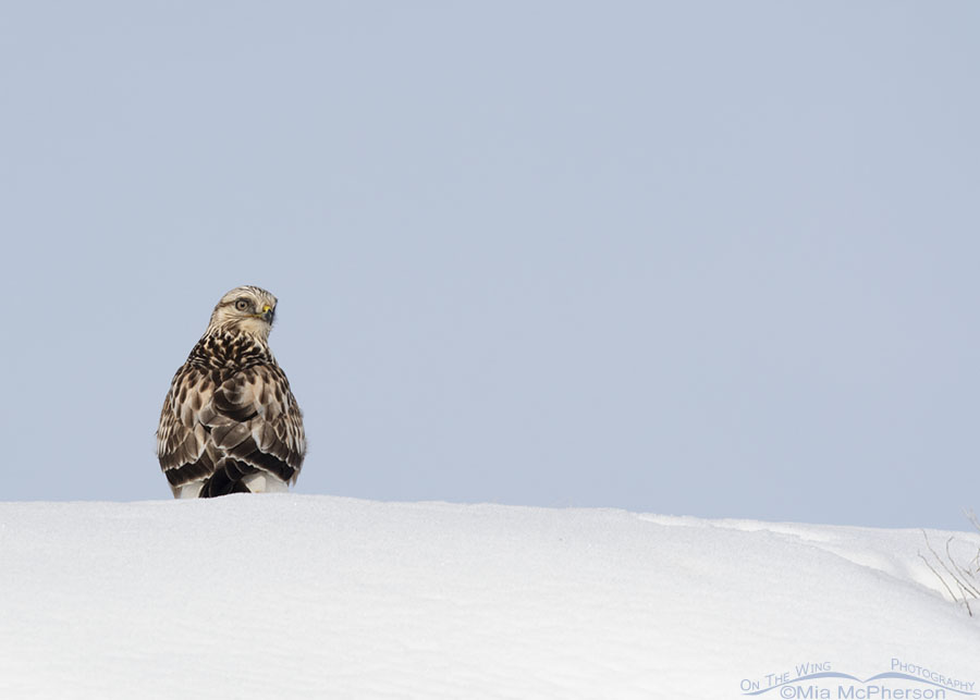 Immature Rough-legged Hawk perched on a snow-covered cliff, Box Elder County, Utah