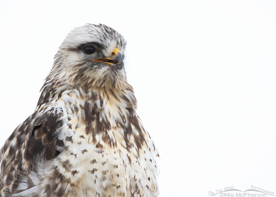 High Key adult Rough-legged Hawk male, Bear River Migratory Bird Refuge, Box Elder County, Utah
