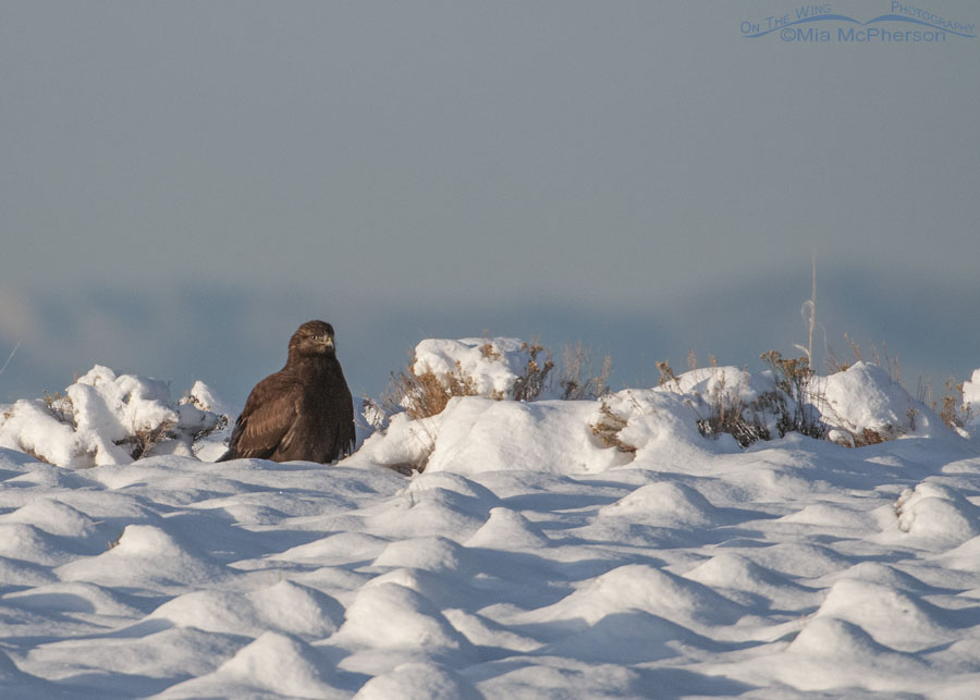 Dark morph Rough-legged Hawk resting on snow-covered ground, Antelope Island State Park, Davis County, Utah