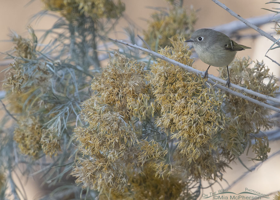 Ruby-crowned Kinglet and faded Rabbitbrush, Stansbury Mountains, West Desert, Tooele County, Utah