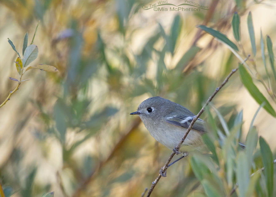 Ruby-crowned Kinglet peeking out of willows, Stansbury Mountains, West Desert, Tooele County, Utah