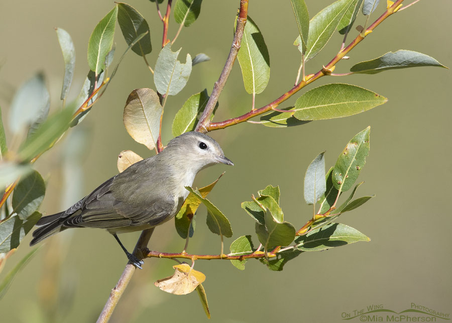 Warbling Vireo peeking out of willows, Wasatch Mountains, East Canyon, Morgan County, Utah