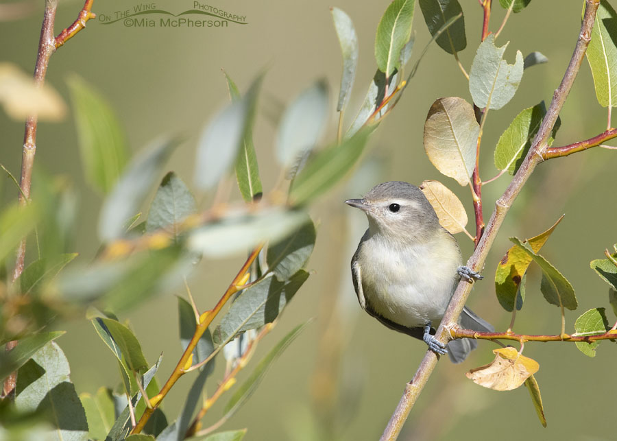 Warbling Vireo perched on a willow branch, Wasatch Mountains, East Canyon, Morgan County, Utah