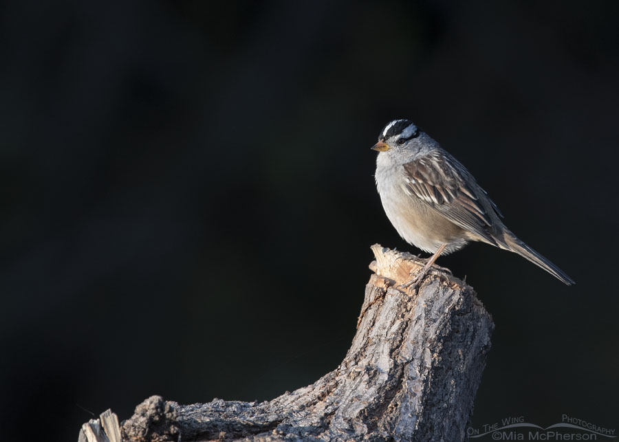 Adult White-crowned Sparrow on a stump, Stansbury Mountains, West Desert, Tooele County, Utah