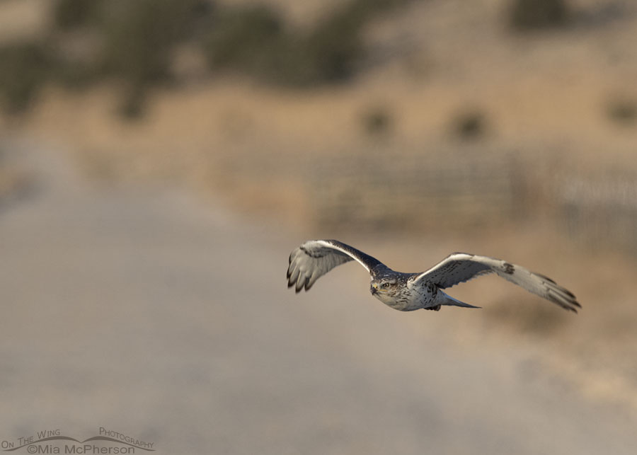 Immature Ferruginous Hawk flying low over a gravel road, West Desert, Tooele County, Utah
