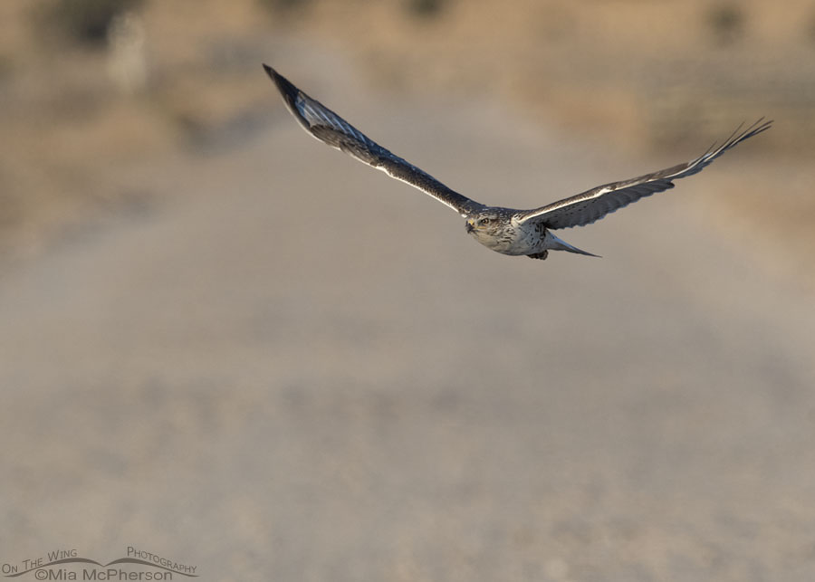 Young Ferruginous Hawk flying over a dusty gravel road, West Desert, Tooele County, Utah