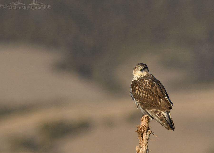 Light morph immature Ferruginous Hawk staring from a wooden post, West Desert, Tooele County, Utah