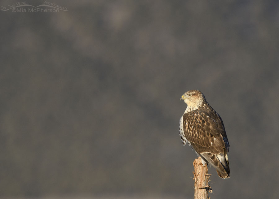 Immature light morph Ferruginous Hawk scanning a field for prey, West Desert, Tooele County, Utah