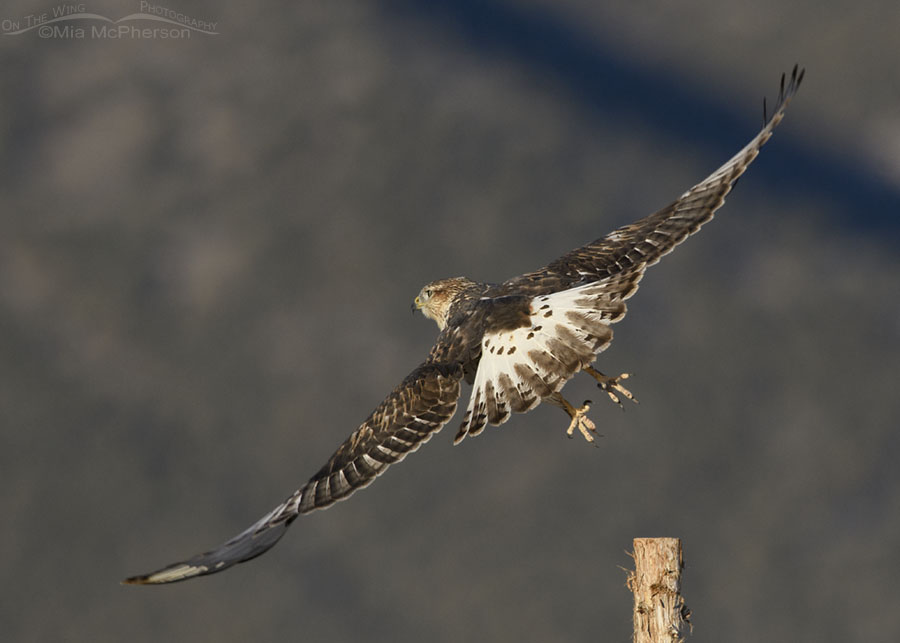 Light morph immature Ferruginous Hawk flying in front of snow topped mountains