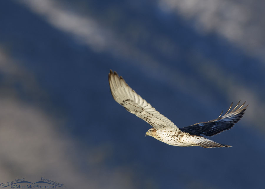 Light morph immature Ferruginous Hawk flying in front of snow topped mountains, West Desert, Tooele County, Utah