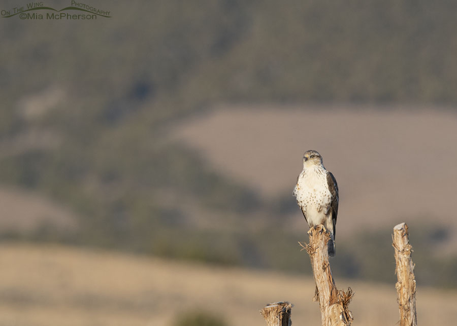 Immature Ferruginous Hawk perched on a cedar post, West Desert, Tooele County, Utah