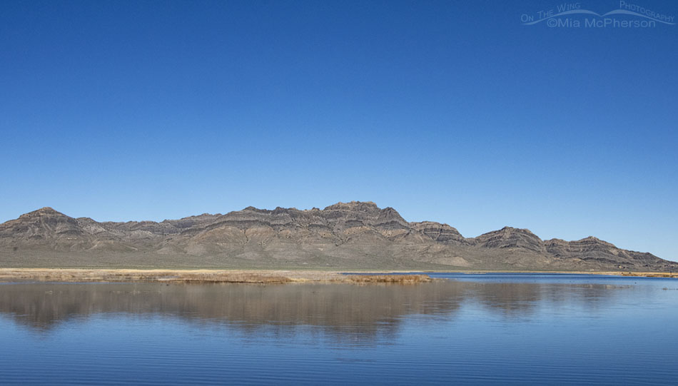 Clear blue skies over Fish Springs National Wildlife Refuge in early spring, West Desert, Juab County, Utah
