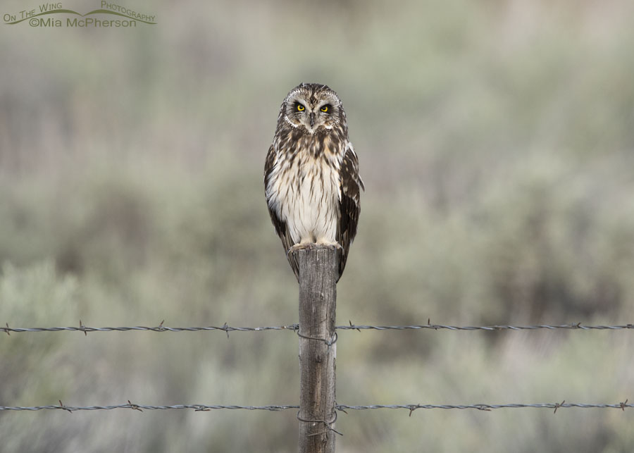 Adult male Short-eared Owl perched at the edge of a sagebrush sea, Box Elder County, Utah