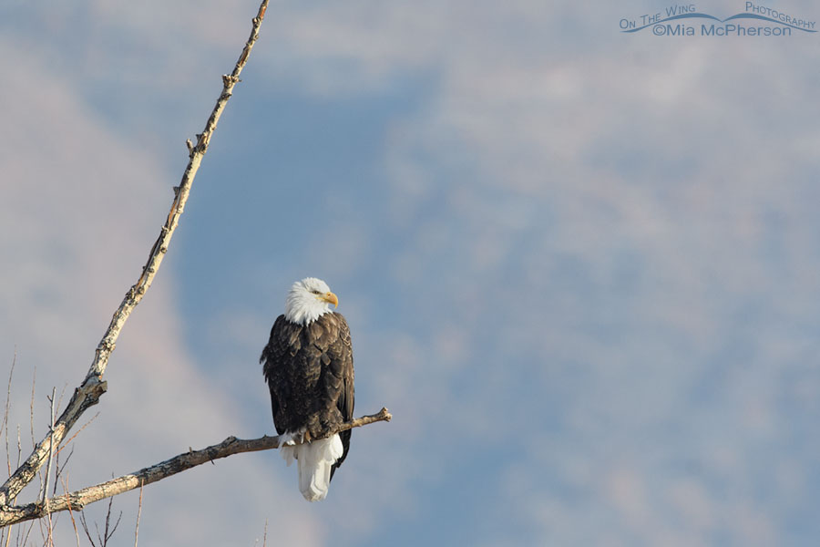 Christmas Day Bald Eagle adult, Farmington Bay WMA, Davis County, Utah