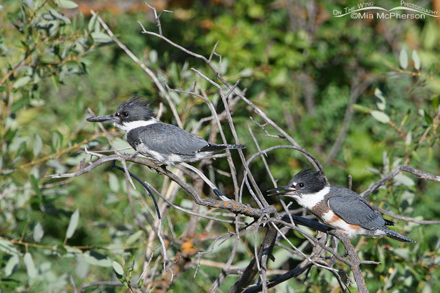 Juvenile Belted Kingfisher begging for prey from the adult male, Wasatch Mountains, Summit County, Utah