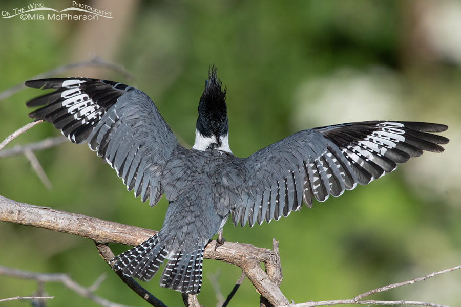 Back view of a defensive Belted Kingfisher male, Wasatch Mountains, Summit County, Utah