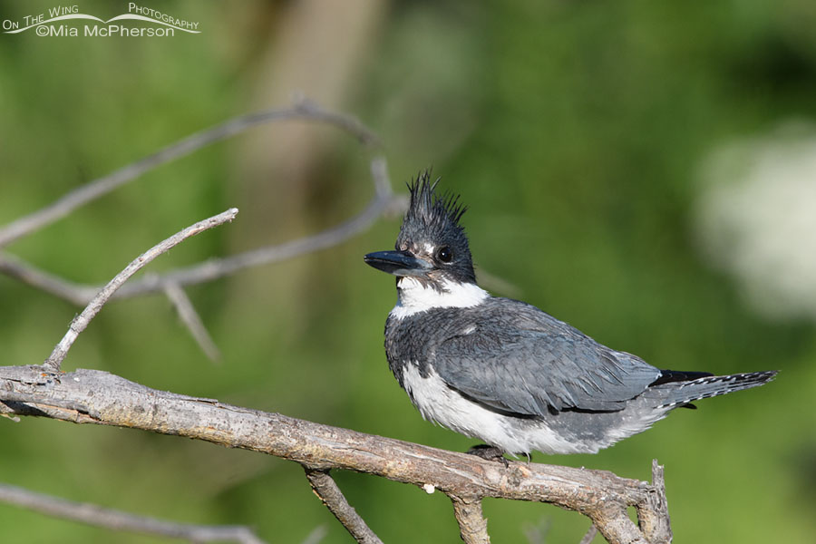 Belted Kingfisher male watching a swallow, Wasatch Mountains, Summit County, Utah