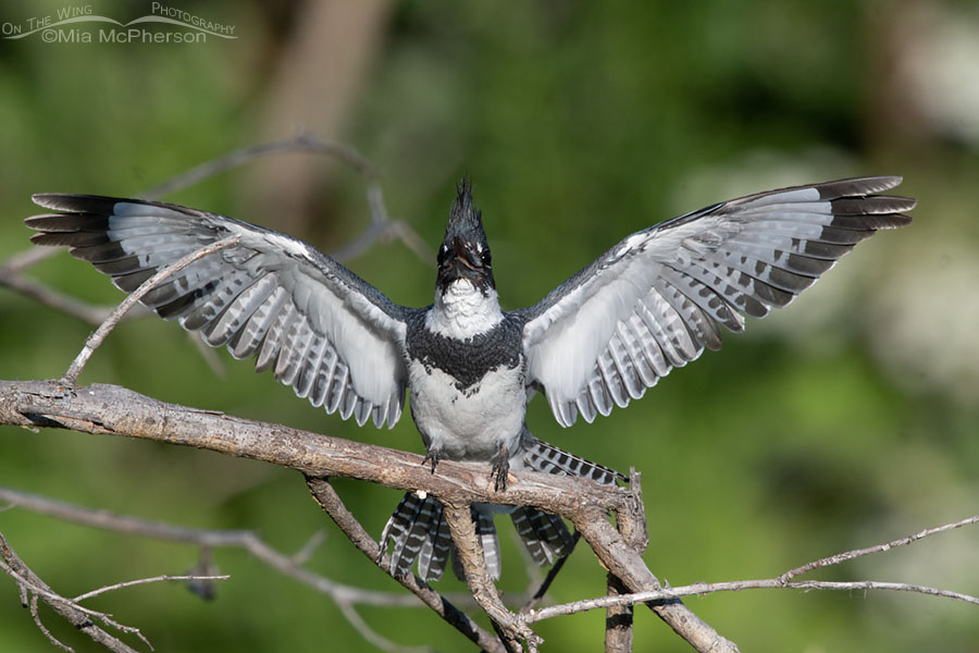 Defensive Belted Kingfisher male from the front, Wasatch Mountains, Summit County, Utah