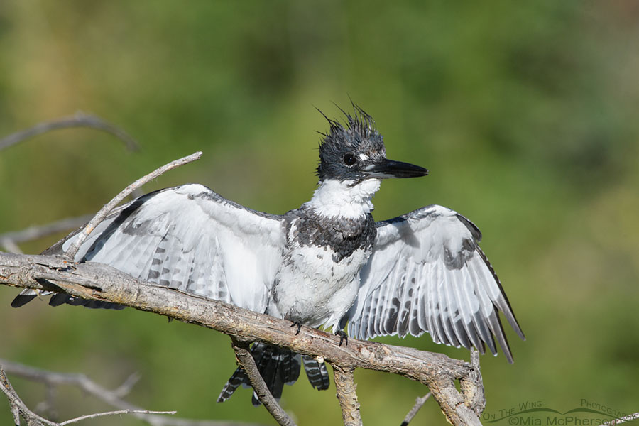 Adult male Belted Kingfisher on alert, Wasatch Mountains, Summit County, Utah