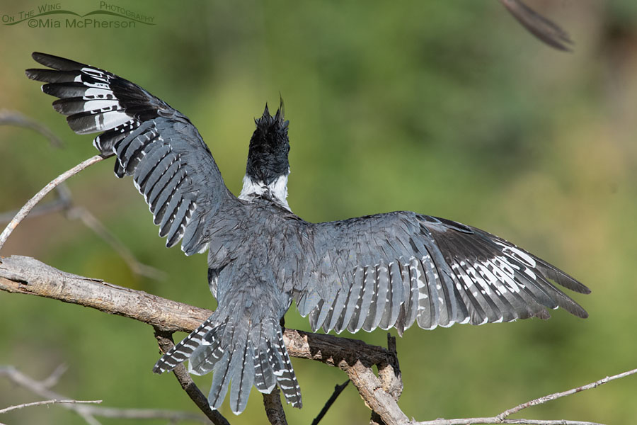 Adult male Belted Kingfisher being dive bombed by a swallow, Wasatch Mountains, Summit County, Utah