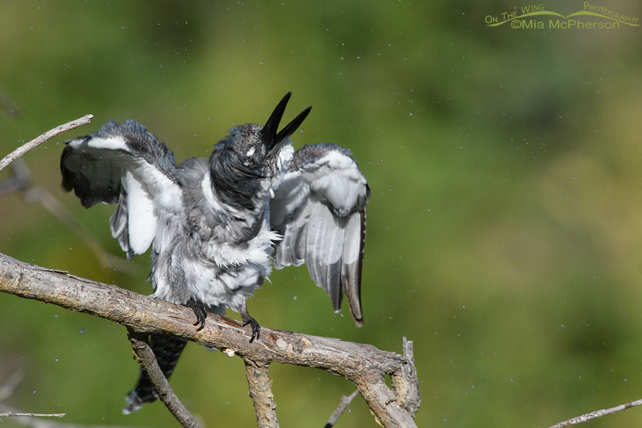 Adult male Belted Kingfisher shaking his head, Wasatch Mountains, Summit County, Utah