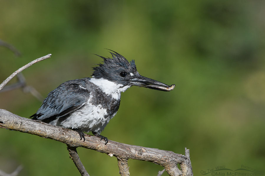 Male Belted Kingfisher with a trout, Wasatch Mountains, Summit County, Utah