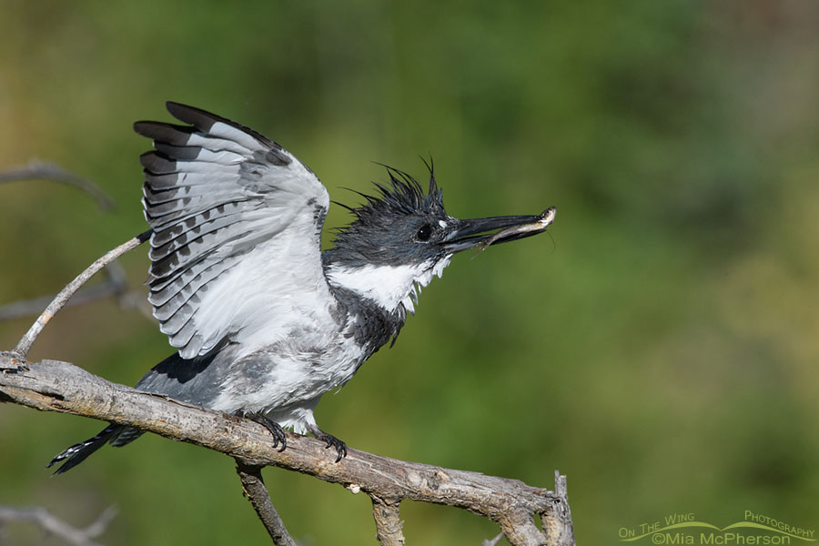 Male Belted Kingfisher with a fish being bothered by a swallow, Wasatch Mountains, Summit County, Utah