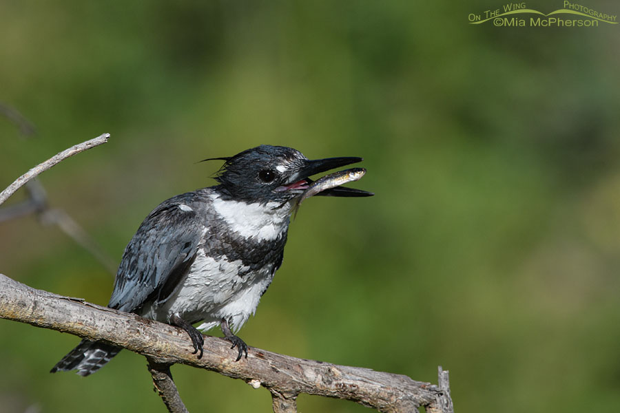 Belted Kingfisher male about to eat a fish, Wasatch Mountains, Summit County, Utah
