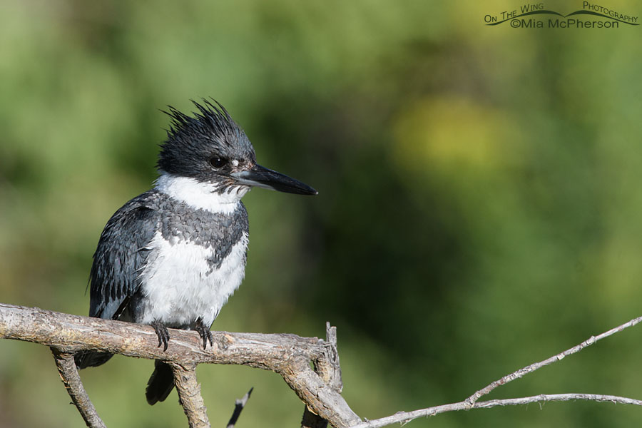 Adult male Belted Kingfisher watching over his young