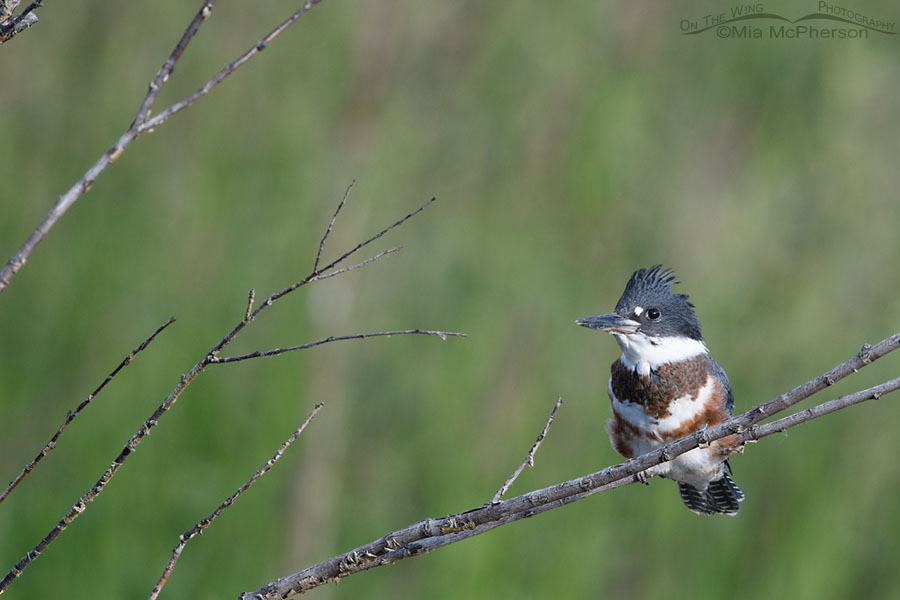 Juvenile Belted Kingfisher perched on a branch across the creek