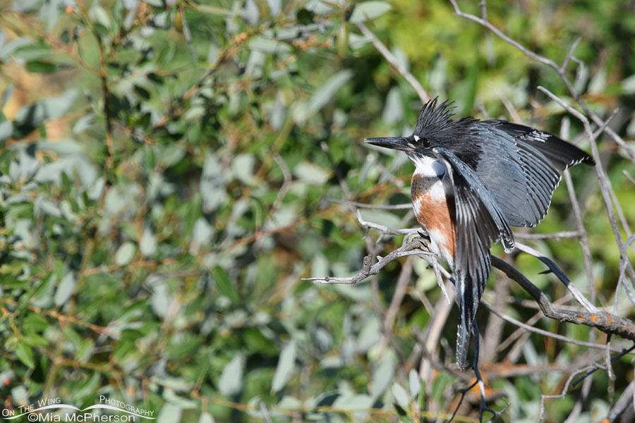 Juvenile Belted Kingfisher in a defensive posture, Wasatch Mountains, Summit County, Utah