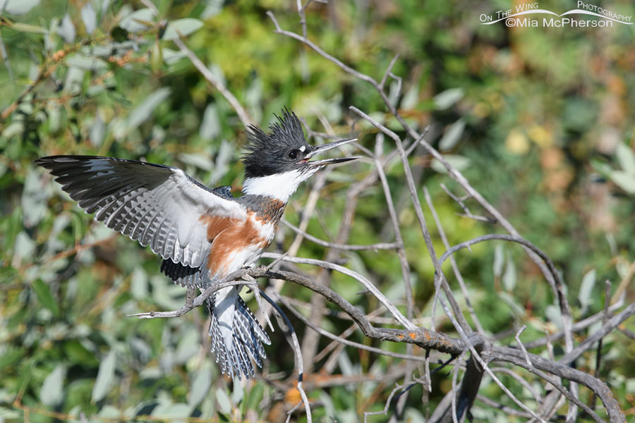 Defensive juvenile Belted Kingfisher, Wasatch Mountains, Summit County, Utah
