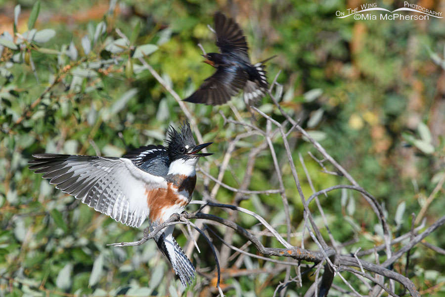 Juvenile Belted Kingfisher being dive bombed by an adult Barn Swallow, Wasatch Mountains, Summit County, Utah
