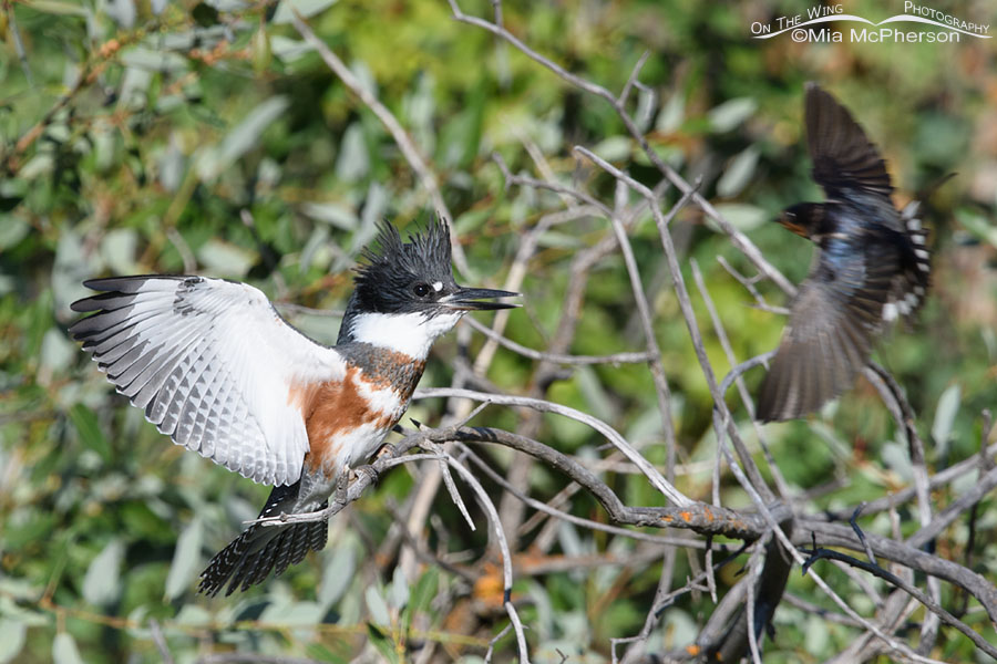 Barn Swallow diving at a juvenile Belted Kingfisher, Wasatch Mountains, Summit County, Utah