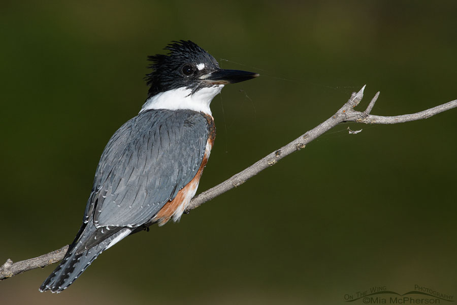 Wary immature Belted Kingfisher, Wasatch Mountains, Summit County, Utah