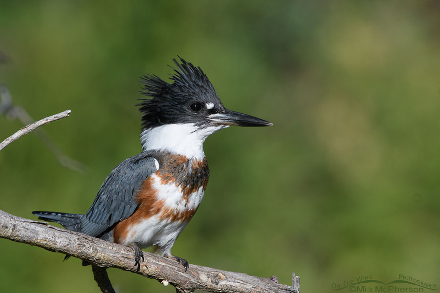 Belted Kingfisher juvenile perched on a bare branch, Wasatch Mountains, Summit County, Utah