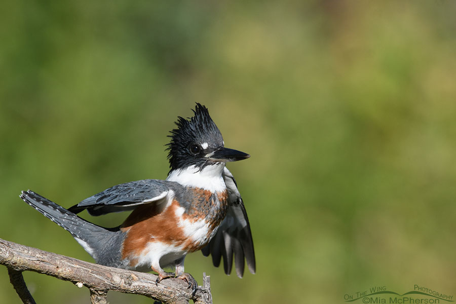 Agitated juvenile Belted Kingfisher, Wasatch Mountains, Summit County, Utah
